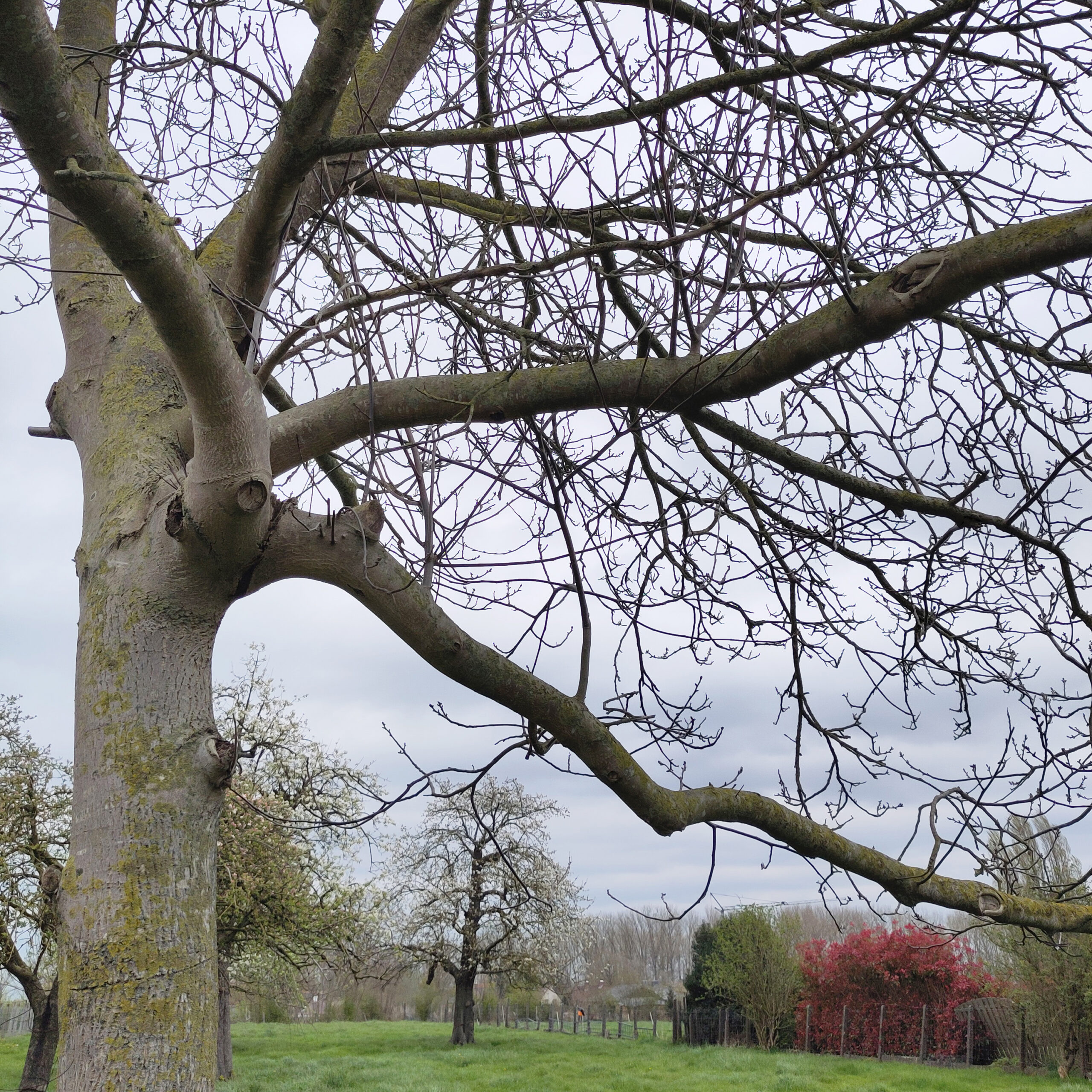 Foto Notenboom Website